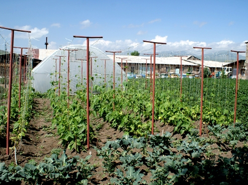 Geoteam helped 50 households of affected communities use technologies to grow fruit and vegetables Image by: Mediamax