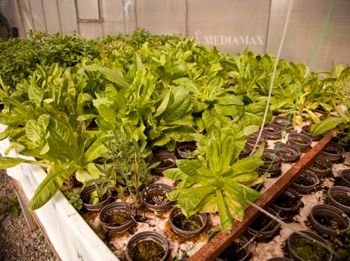 Ակվապոնիկայով աճեցվող բույսերը Լուսանկարը՝ Մեդիամաքս