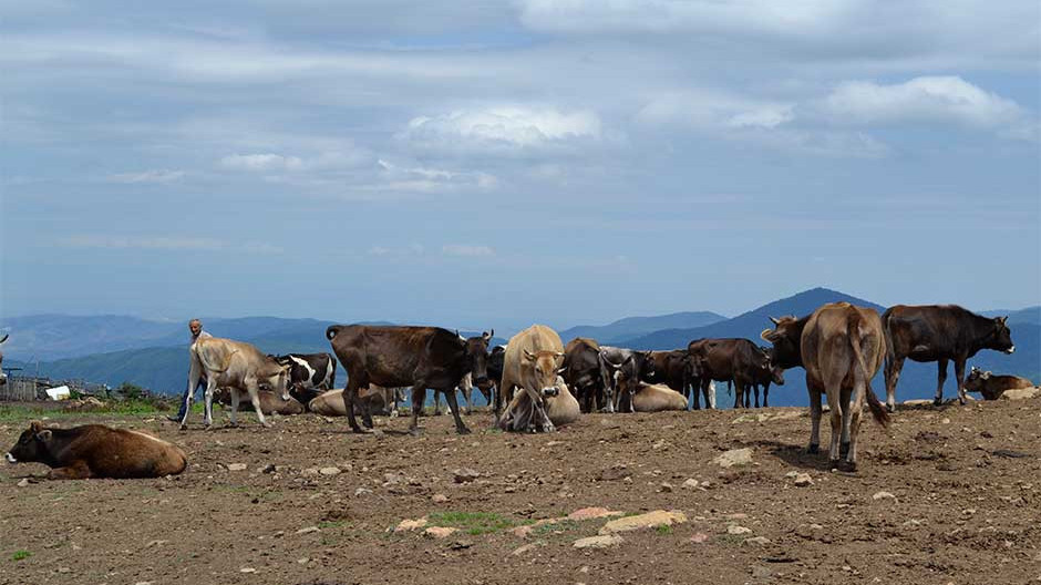  Լուսանկարը՝ Մեդիամաքս