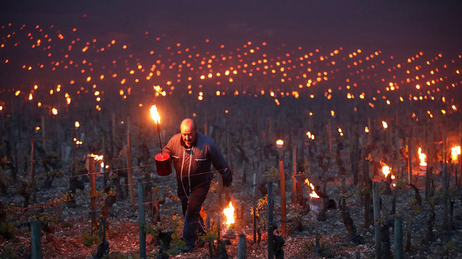 Франция выделит фермерам €1 млрд после крупнейшей виноградной «катастрофы 21 века» 